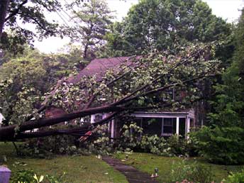 Fallen Tree Damage